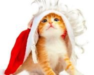 pic for Christmas Kitten 1600x1280
